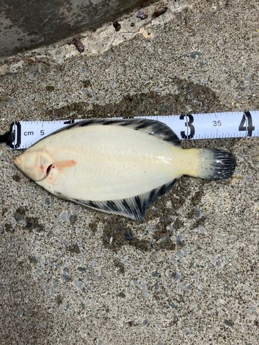 クロガシラガレイの釣果