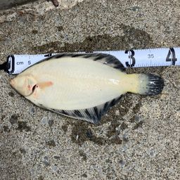 クロガシラガレイ