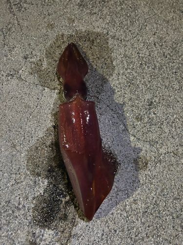 イカの釣果