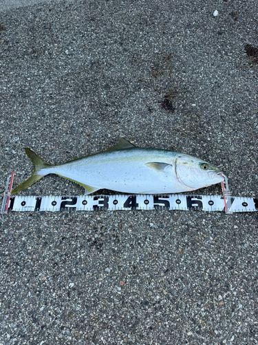 ヒラマサの釣果