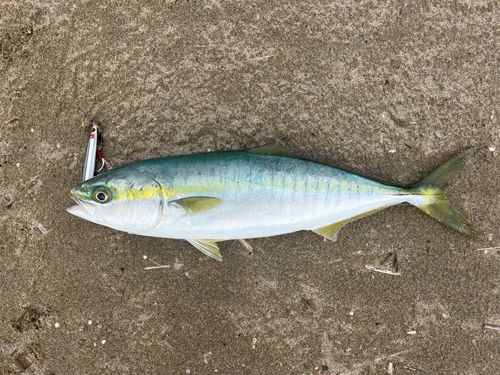 フクラギの釣果