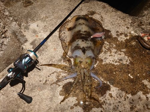 アオリイカの釣果