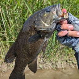 スモールマウスバス