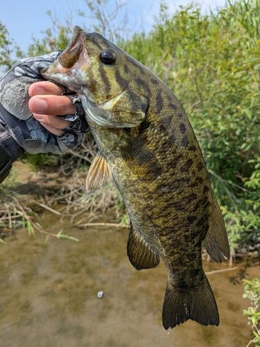 スモールマウスバスの釣果