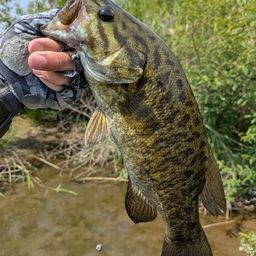 スモールマウスバス