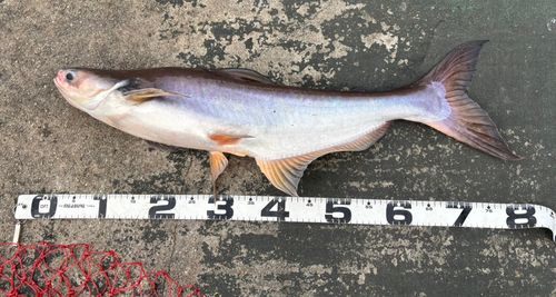 メコンオオナマズの釣果