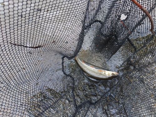 ウグイの釣果