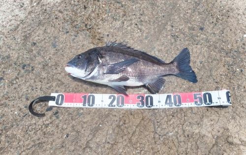 チヌの釣果