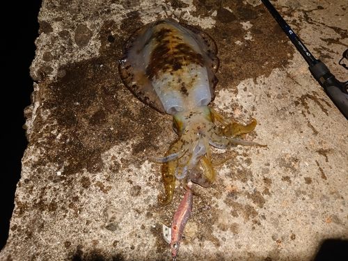 アオリイカの釣果