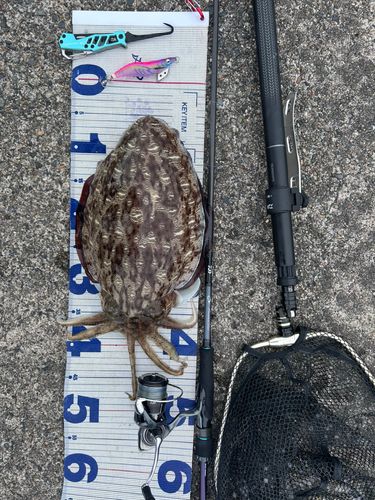 モンゴウイカの釣果