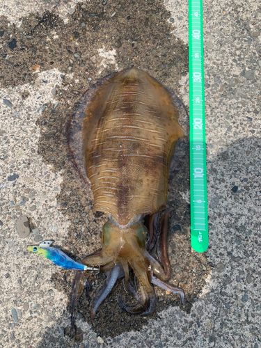 アオリイカの釣果