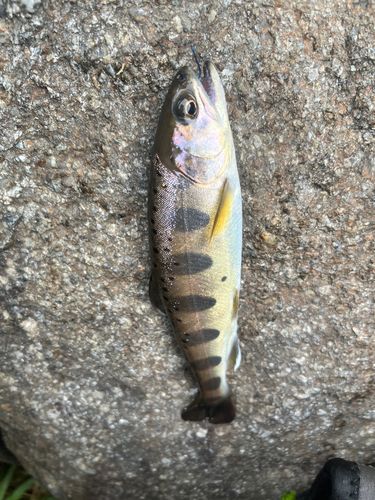 ヤマメの釣果