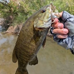 スモールマウスバス