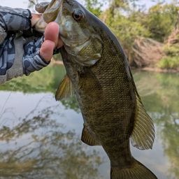 スモールマウスバス