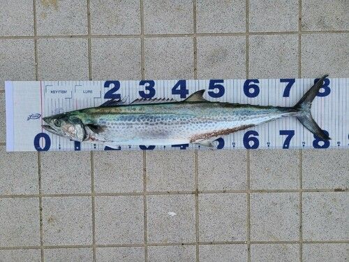 サワラの釣果