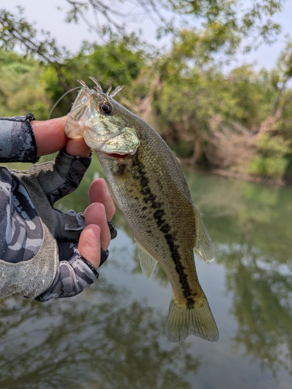 ラージマウスバス