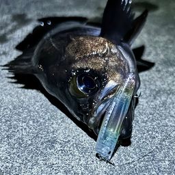 メバル