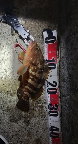 アコウの釣果