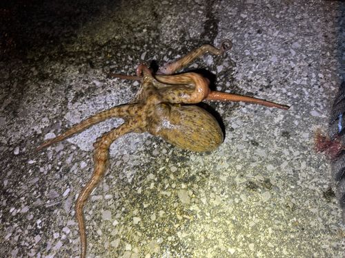 タコの釣果