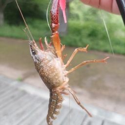 スモールマウスバス