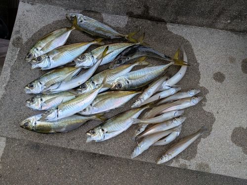 アジの釣果