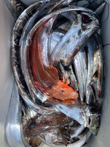タチウオの釣果