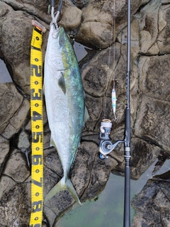 ワラサの釣果