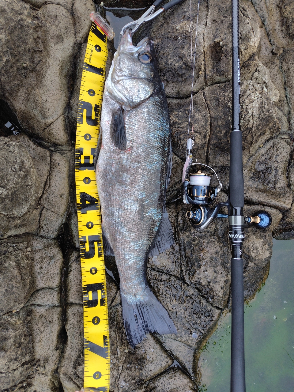 DAIWA 17モアザン ワイズメン 113M/MHの最安値・インプレ・釣果