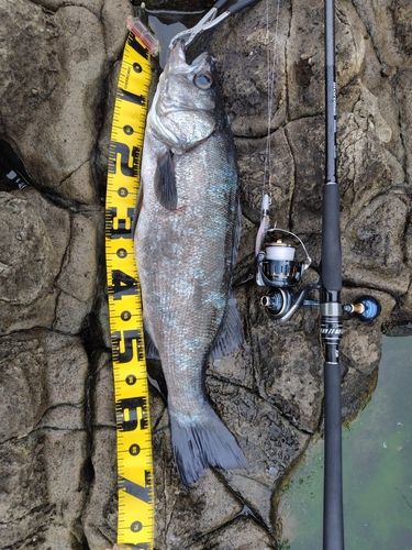 ヒラスズキの釣果