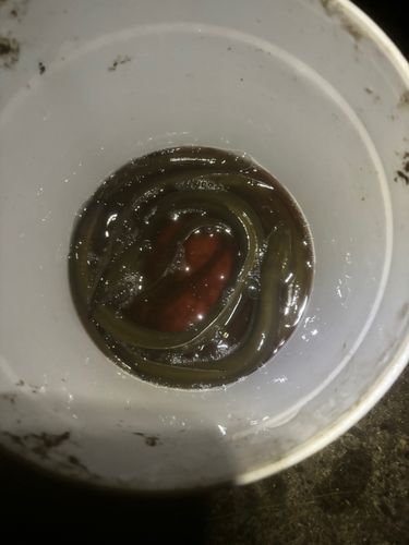ウナギの釣果