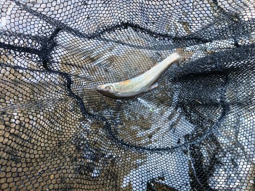 ウグイの釣果