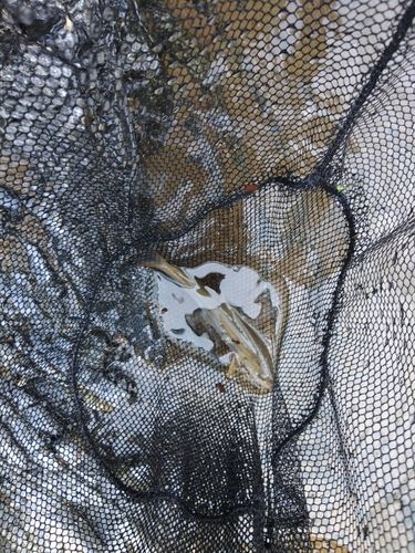 ウグイの釣果