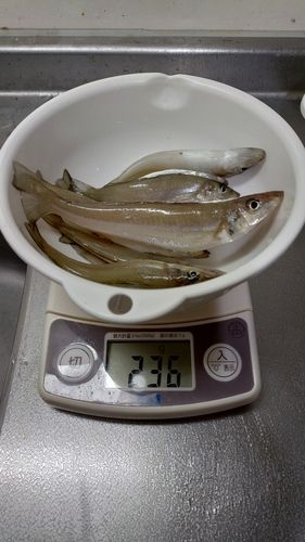 キスの釣果