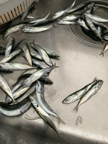 サバの釣果