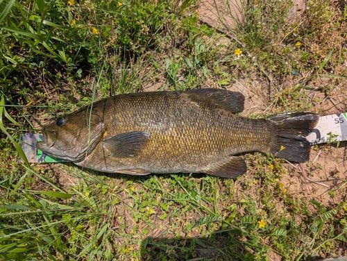 スモールマウスバスの釣果