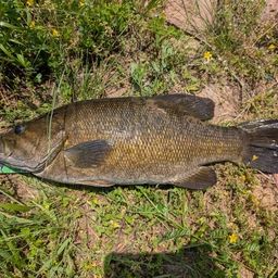 スモールマウスバス