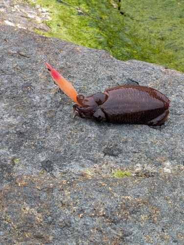 コウイカの釣果