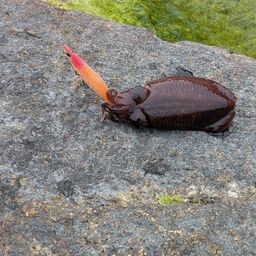 コウイカ
