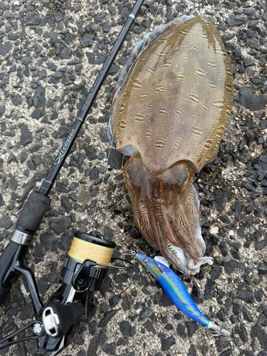 モンゴウイカの釣果