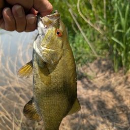 スモールマウスバス