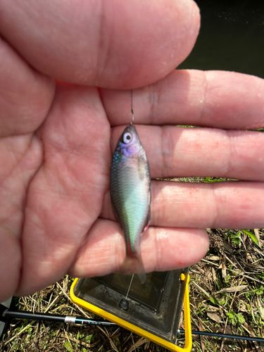 アカヒレタビラの釣果