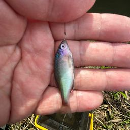 アカヒレタビラ