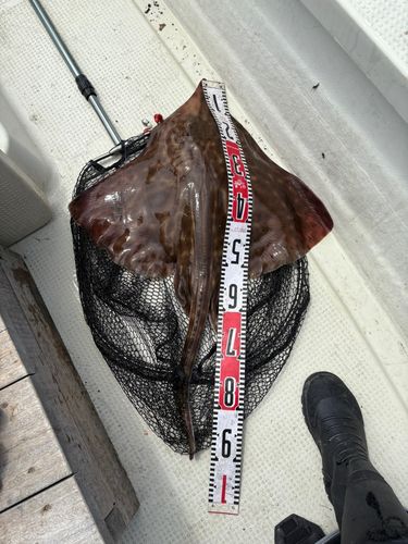 コモンカスベの釣果