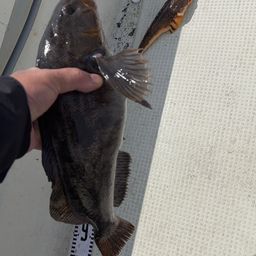 アブラコ