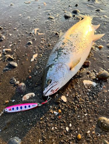サクラマスの釣果