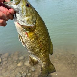 スモールマウスバス