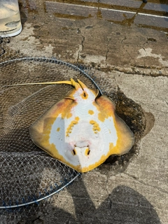 アカエイの釣果