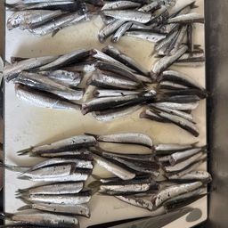 カタクチイワシ