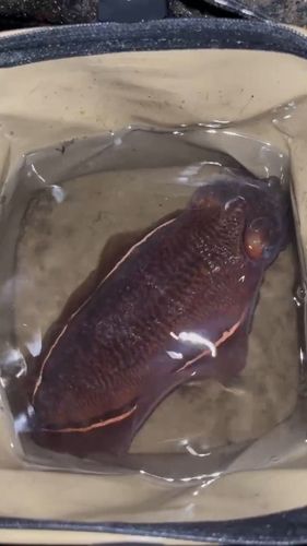 コウイカの釣果