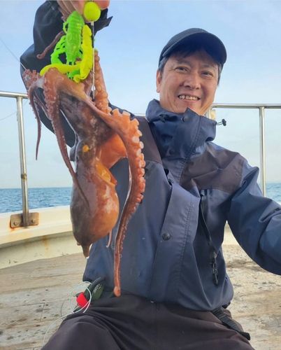 マダコの釣果